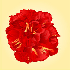 Tropical flowers red  hibiscus vector