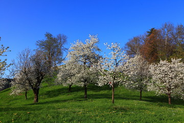 Kirschbaumgarten