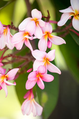 Background of tropical flower