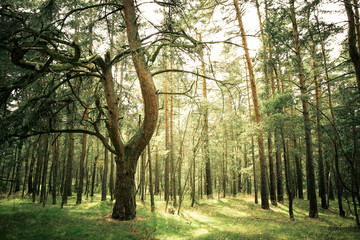 Nadelwald - Waldboden - Bäume