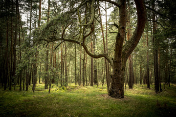 Alte Bäume im Urwald