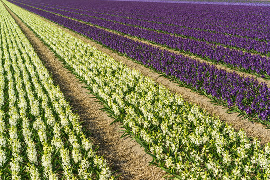 Hyacinth field in the Netherlands