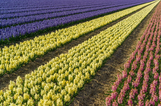 Hyacinth field in the Netherlands