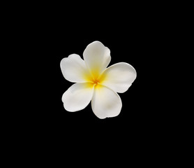 Fototapeta na wymiar Frangipani plumeria Spa Flowers isolated on dark background