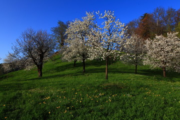 Fototapeta premium Kirschbaumgarten