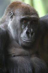 Close up portrait of gorilla ape