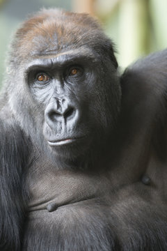 Close up portrait of gorilla ape
