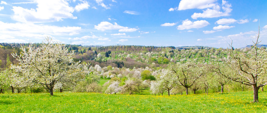 Obstbl&uuml;te im Fr&uuml;hling - Baden W&uuml;rttemberg, Remstal
