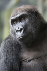 Naklejka premium Close up portrait of gorilla ape