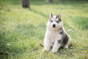 Cute little siberian husky puppy sitting