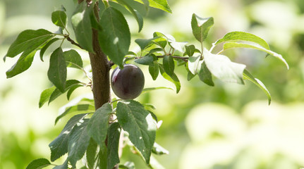 plums on the tree in nature