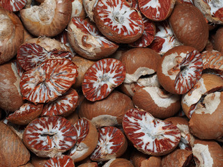 Dry betel Nut, betel palm