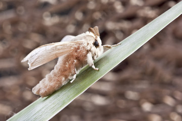 silk butterfly cocoon