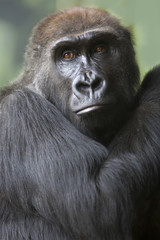 Obraz premium Close up portrait of gorilla ape