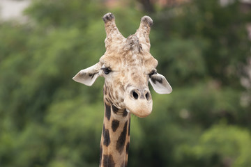 giraffe