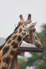 giraffe