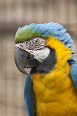 ara macaw parrot on its perch