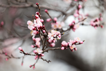Fototapeta na wymiar beautiful flowers on a tree in spring