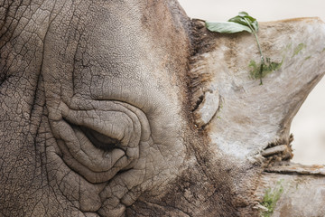Fototapeta premium rhino at the zoo
