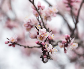 beautiful flowers on a tree in spring
