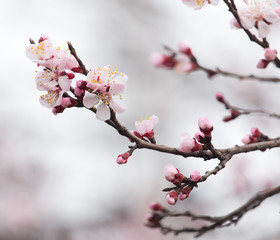 Fototapeta premium beautiful flowers on a tree in spring