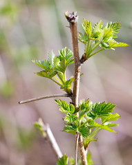 small pieces of raspberry spring