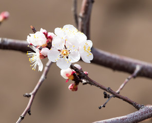 beautiful flowers on a tree in spring