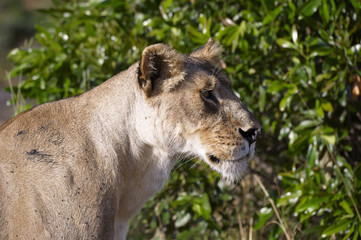 Leone, in the natural park of Masai Mara (Africa)