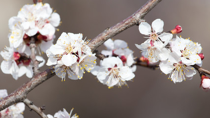 beautiful flowers on a tree in spring