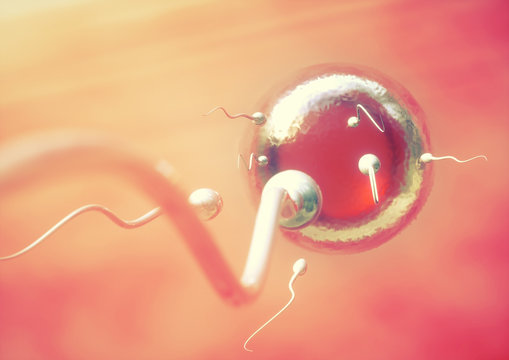 Sperm and egg cell