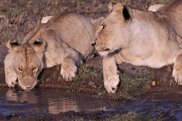 Leone, drinking water in the Masai Mara National Park (Africa)