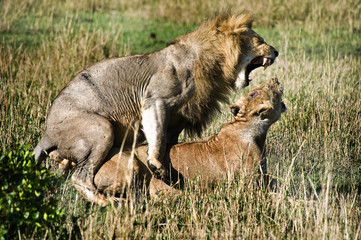 Lion and lioness mating in the Masai Mara park narural