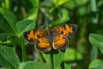 Pearl Crescent