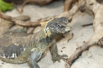 iguana in the jungla