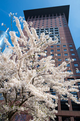 Cherry tree blossom in front of a skyscraper