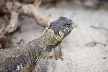 iguana in the jungla