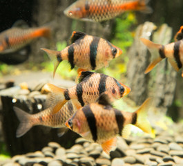 Fototapeta premium fish in an aquarium