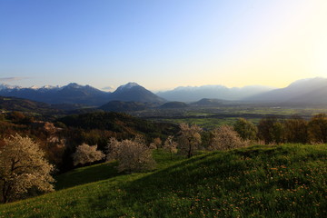 Kirschblütenzeit in Fraxern