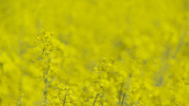 shot transition colorful rapefield close 2