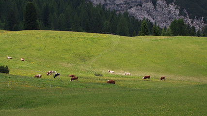 mucche al pascolo a Prato Piazza - Val Pusteria