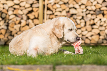 Hund isst Kalbsbrustbein