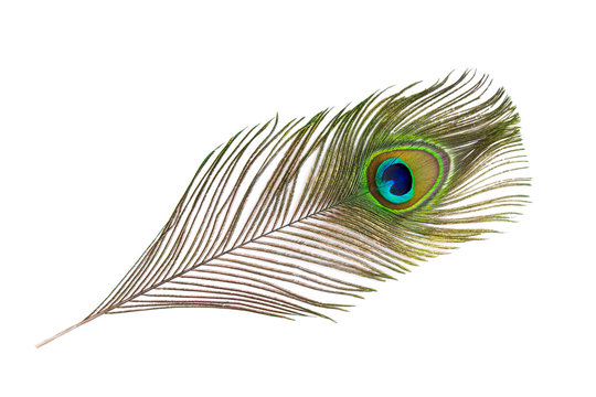 Pfauenfeder auf wei&szlig;em Hintergrund