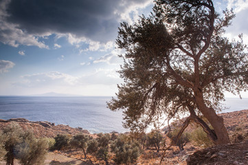 Fototapeta na wymiar Olive tree on the hill
