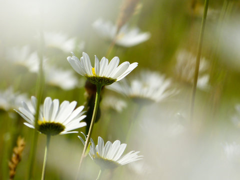 Mageritten als Hintergrundbild
