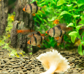 fish in an aquarium
