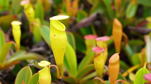 Seychelles Pitcher plants