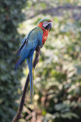 ara macaw parrot on its perch