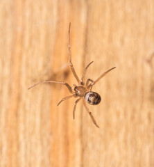 Spider in the basement