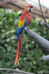 ara macaw parrot on its perch