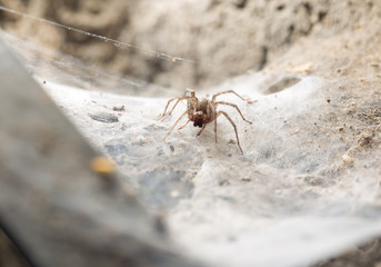 Spider in the basement
